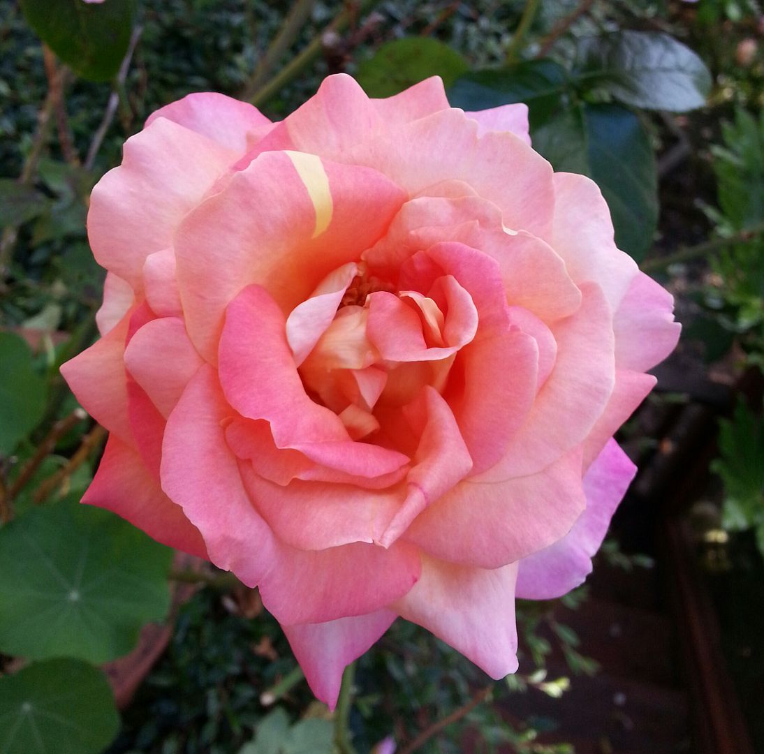  photo 20140706_093345-1_zpsdncni1ch.jpg